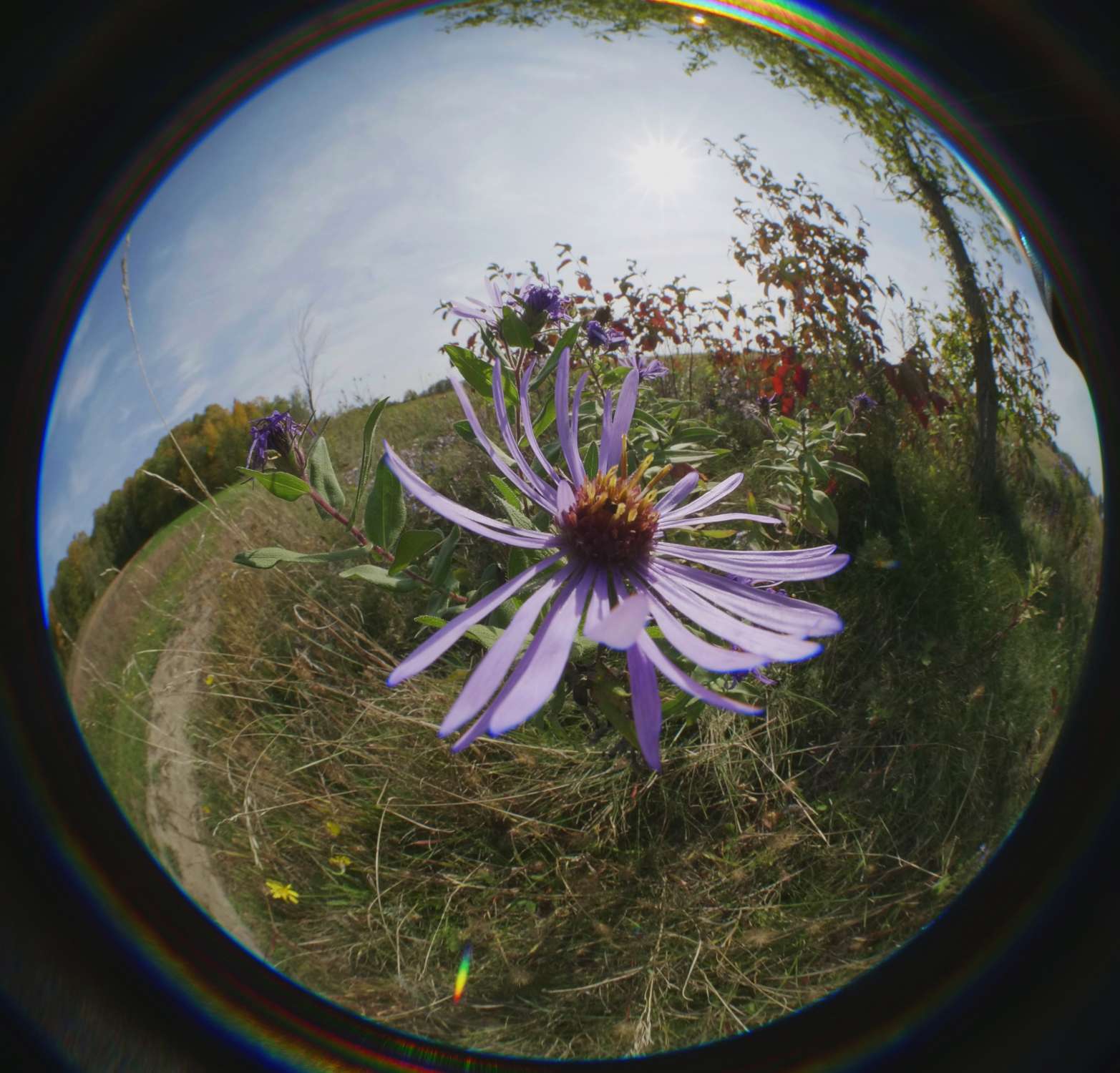 Meike 3.5mm F:2.8 (Fish-eye) 